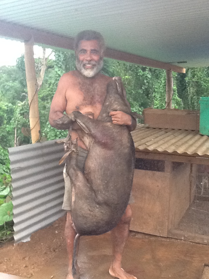 75 pounds of wild pig