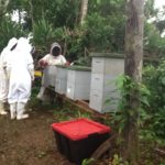 Inspecting the hives