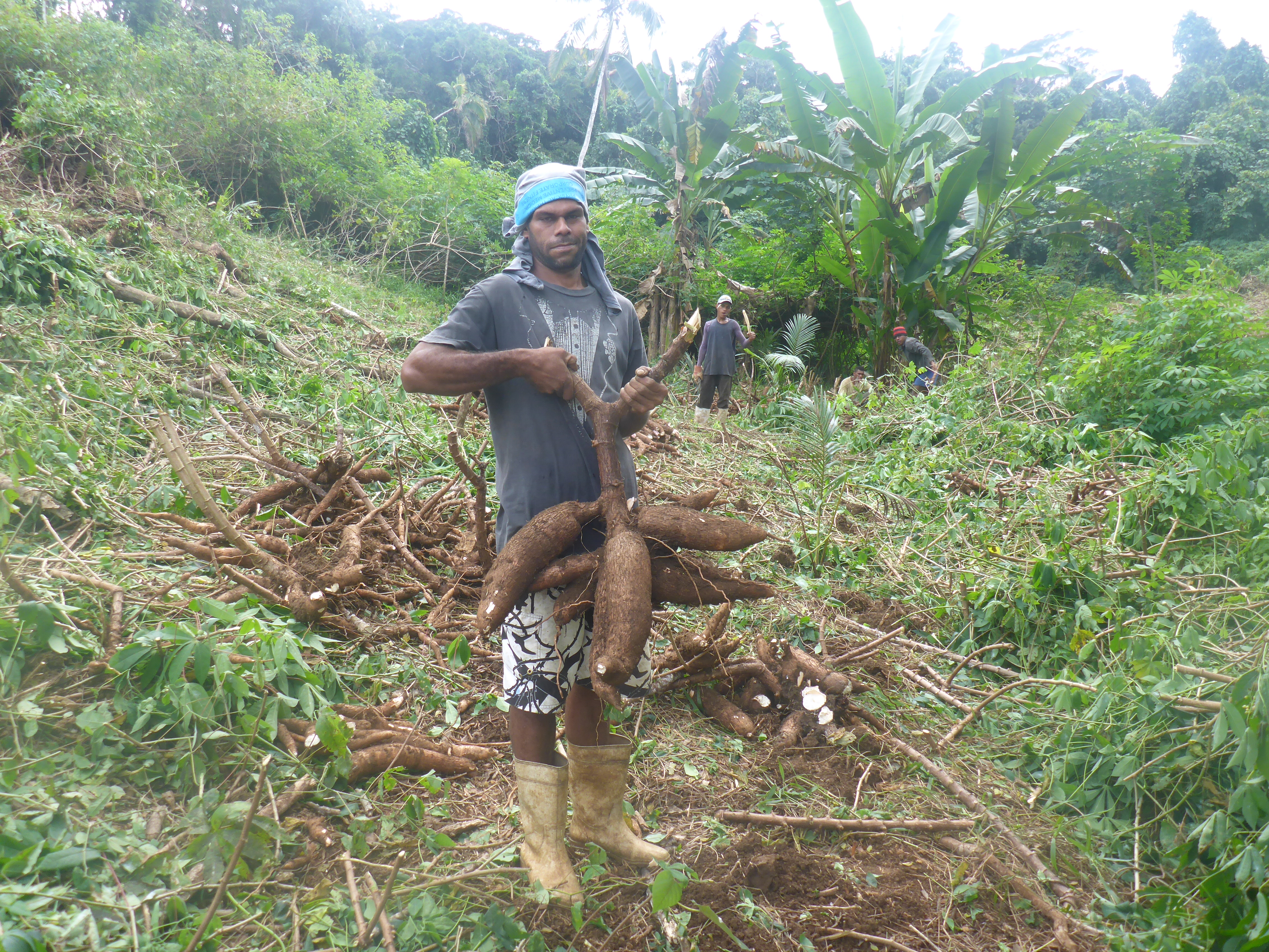 The Cassava root is pulled